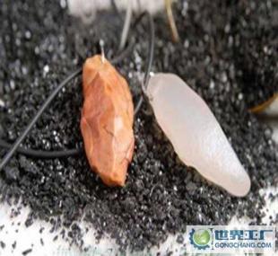 炫要此刻 樓蘭漠玉好運石引領(lǐng)時尚新潮流